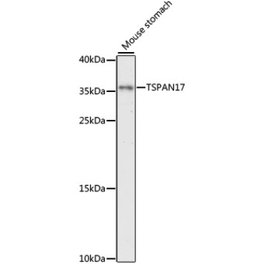 TSPAN17 Rabbit Polyclonal Antibody