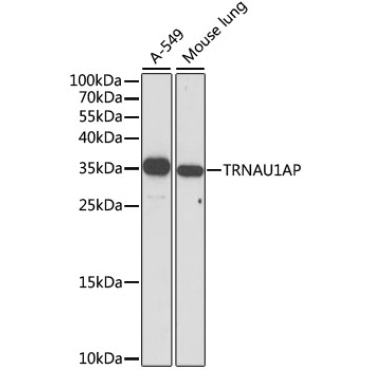 TRNAU1AP Rabbit Polyclonal Antibody