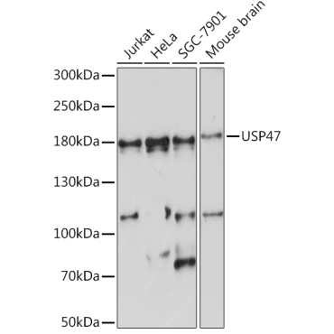USP47 Rabbit Polyclonal Antibody