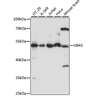 UBA5 Rabbit Polyclonal Antibody