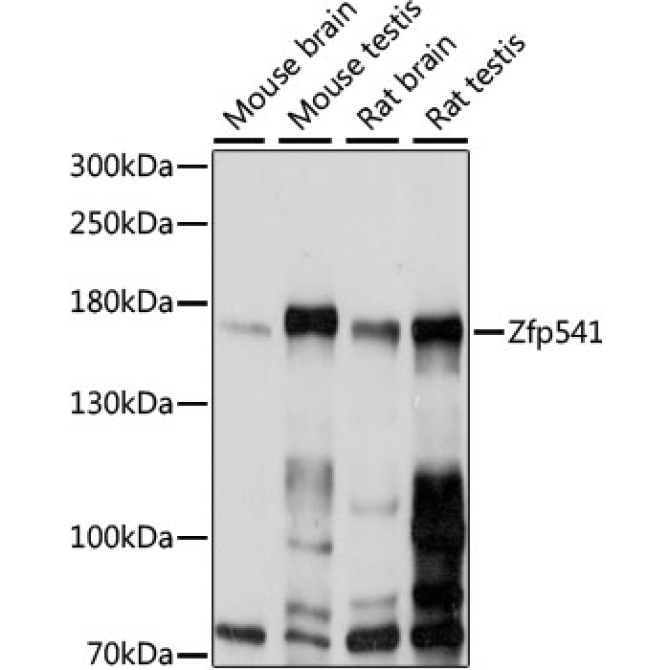 Zfp541 Rabbit Polyclonal Antibody