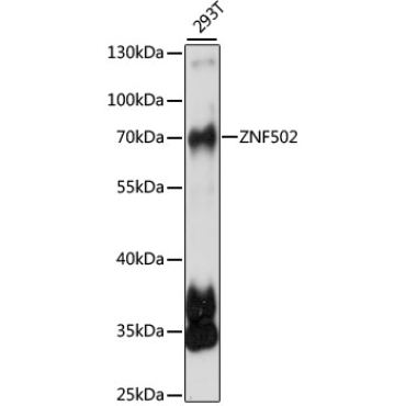 ZNF502 Rabbit Polyclonal Antibody
