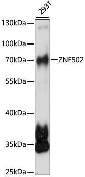ZNF502 Rabbit Polyclonal Antibody