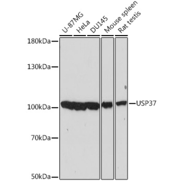 USP37 Rabbit Polyclonal Antibody