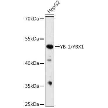 YB-1/YBX1 Rabbit Polyclonal Antibody
