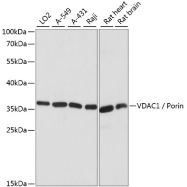 VDAC1 / Porin Rabbit Polyclonal Antibody