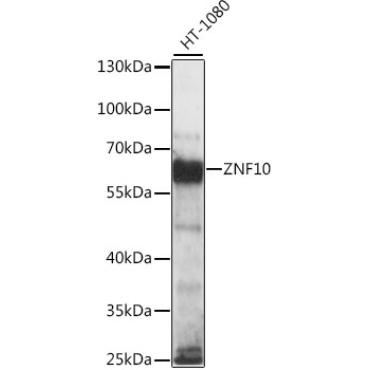 ZNF10 Rabbit Polyclonal Antibody