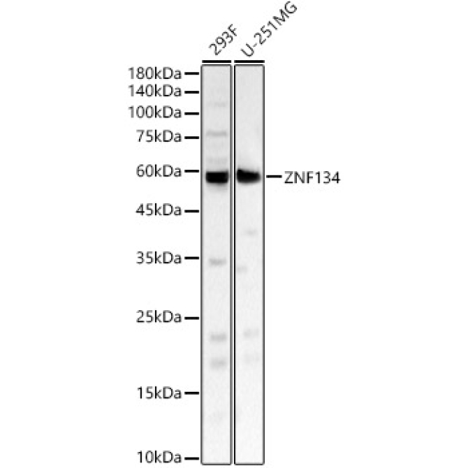 ZNF134 Rabbit Polyclonal Antibody