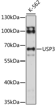 USP3 Rabbit Polyclonal Antibody