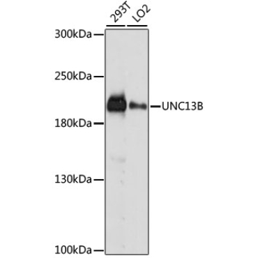 UNC13B Rabbit Polyclonal Antibody