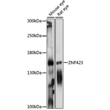 ZNF423 Rabbit Polyclonal Antibody