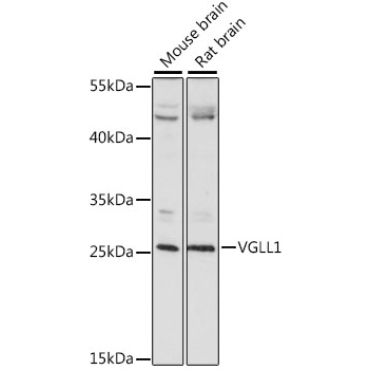 VGLL1 Rabbit Polyclonal Antibody