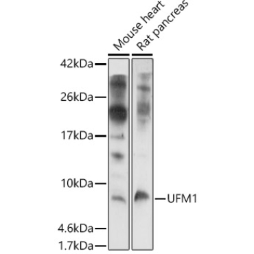 UFM1 Rabbit Polyclonal Antibody