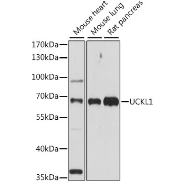 UCKL1 Rabbit Polyclonal Antibody