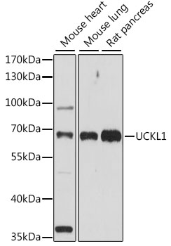UCKL1 Rabbit Polyclonal Antibody