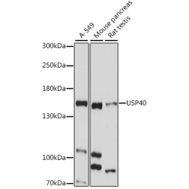 USP40 Rabbit Polyclonal Antibody