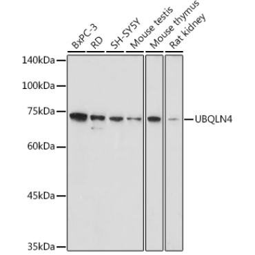 UBQLN4 Rabbit Polyclonal Antibody