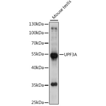 UPF3A Rabbit Polyclonal Antibody