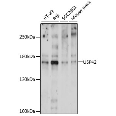 USP42 Rabbit Polyclonal Antibody