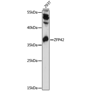 ZFP42 Rabbit Polyclonal Antibody