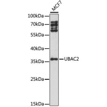 UBAC2 Rabbit Polyclonal Antibody