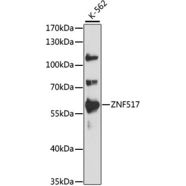 ZNF517 Rabbit Polyclonal Antibody