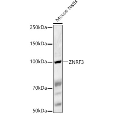 ZNRF3 Rabbit Polyclonal Antibody