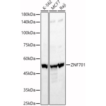 ZNF701 Rabbit Polyclonal Antibody