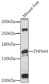 ZNF644 Rabbit Polyclonal Antibody