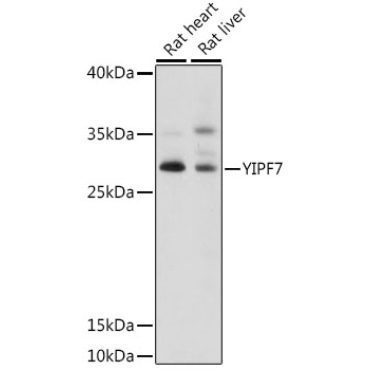 YIPF7 Rabbit Polyclonal Antibody