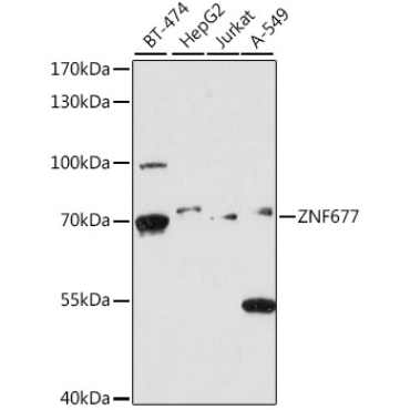 ZNF677 Rabbit Polyclonal Antibody