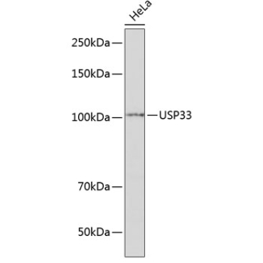 USP33 Rabbit Polyclonal Antibody