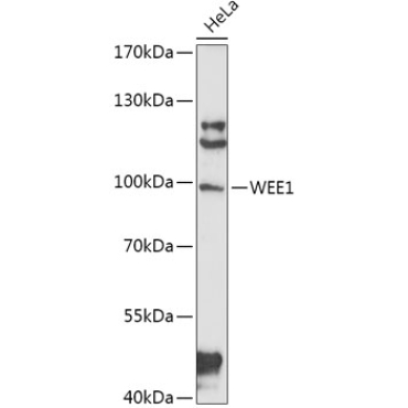 WEE1 Rabbit Polyclonal Antibody
