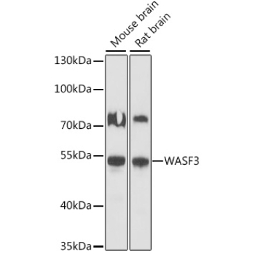 WASF3 Rabbit Polyclonal Antibody
