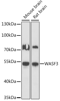 WASF3 Rabbit Polyclonal Antibody
