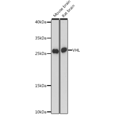 VHL Rabbit Polyclonal Antibody