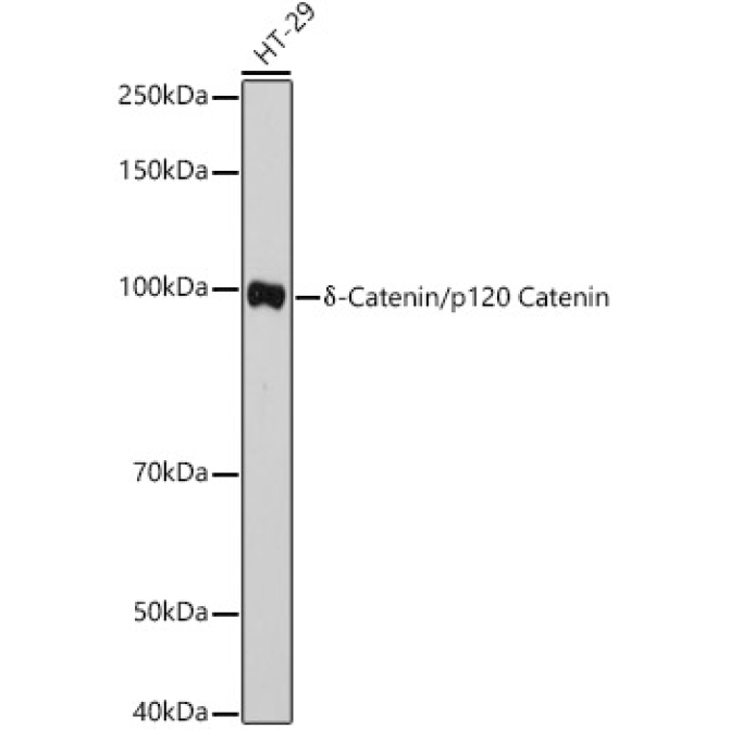 Delta-Catenin/p120 Catenin Rabbit Polyclonal Antibody
