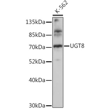 UGT8 Rabbit Polyclonal Antibody