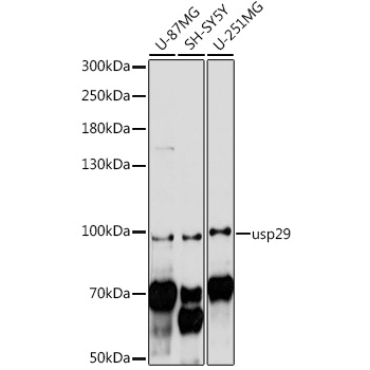 usp29 Rabbit Polyclonal Antibody