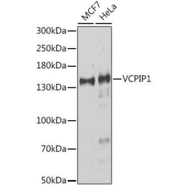 VCPIP1 Rabbit Polyclonal Antibody