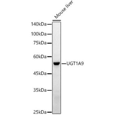 UGT1A9 Rabbit Polyclonal Antibody