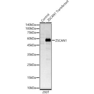 ZSCAN1 Rabbit Polyclonal Antibody