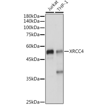 XRCC4 Rabbit Polyclonal Antibody