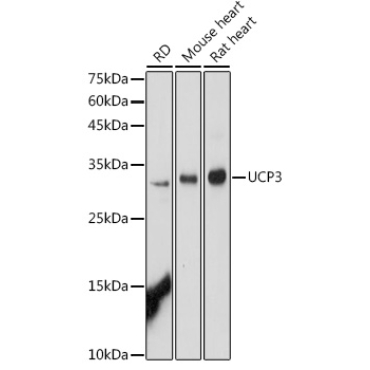 UCP3 Rabbit Polyclonal Antibody
