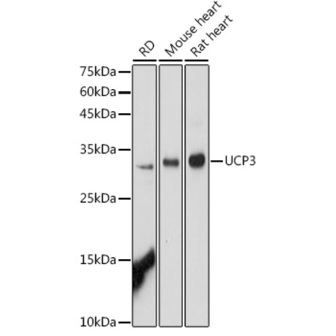 UCP3 Rabbit Polyclonal Antibody