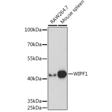 WIPF1 Rabbit Polyclonal Antibody