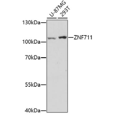 ZNF711 Rabbit Polyclonal Antibody