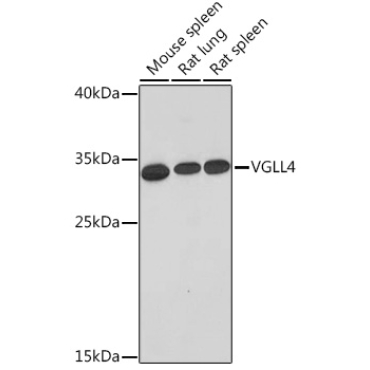 VGLL4 Rabbit Polyclonal Antibody