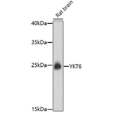 YKT6 Rabbit Polyclonal Antibody