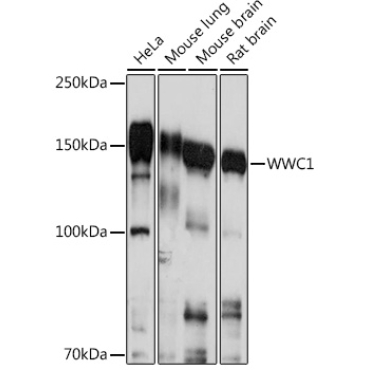 WWC1 Rabbit Polyclonal Antibody
